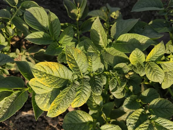 كانو مجرد شجرتين وبدأ العداد في التزايد ارجو التشخيص والعلاج